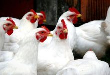 دولت و قوه‌ی قضائیه مانع فروپاشی صنعت مرغ شوند